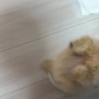 回り終わるきびちゃん