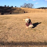 走るハムちゃん