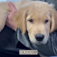 子犬のころから甘えん坊