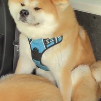 目を細める犬