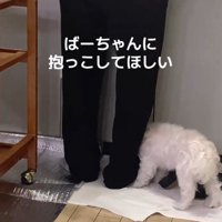 台所で作業をするおばあちゃんに体をくっつける犬