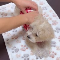 施術を体験するそらちゃん2