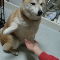 手を避ける犬