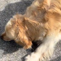 投稿者の足元に寝転がる犬