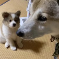 甘えたいタナちゃんと困惑のむぎちゃん
