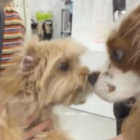 鼻先を近づけ合う2匹の犬