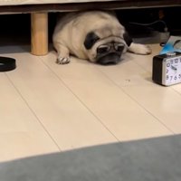 出ようともがくしーちゃん
