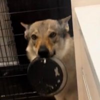 皿を咥えて飼い主を見つめる犬