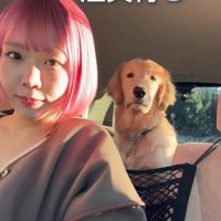 後部座席でお座りする大型犬