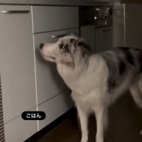 台所を見つめる犬1