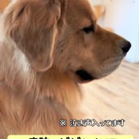 診察待ちする大型犬