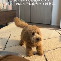 おへそを見たアルくんの反応3