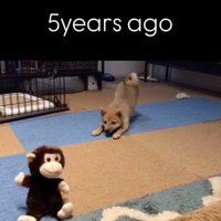 再び吠えてみます