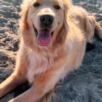 砂地でリラックスしている犬