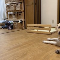 2匹と女の子の温度差がすごい（笑）