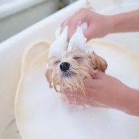 ヘッドマッサージされるぽぬちゃん