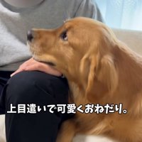 おねだりするアルトくん