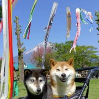カートに乗って鯉のぼりの前で写真を撮る2頭の犬