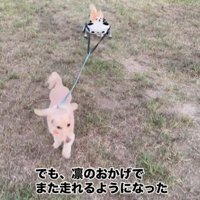 お散歩を楽しむさくらちゃん3