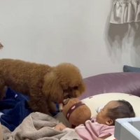 赤ちゃんの近くにぬいぐるみを持ってくる犬