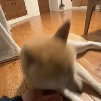 ママの手のひらへ一直線