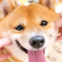 笑顔の柴犬