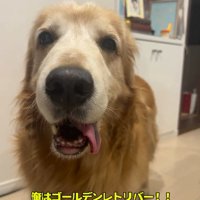 舌を出すゴールデンレトリバー