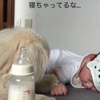赤ちゃんに前足を乗せるしっぽちゃん