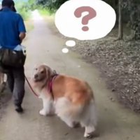 通り過ぎた男性をふり返る兄犬