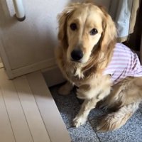 おすわりするロイちゃん