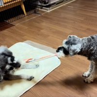 引っ張り合っこする2匹1