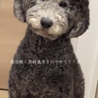 じっと見つめる犬
