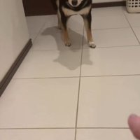 飼い主さんの手元を見るあんこちゃん