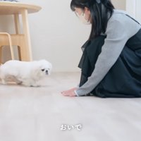 人懐っこいもち太くん
