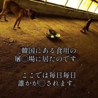 屠殺場の犬