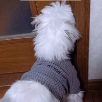 おばあちゃんの家で留守番する犬