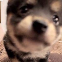 ドアップのあられちゃん