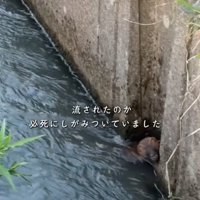 壁にしがみつく生き物2
