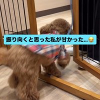 柵の中に入っていくトイプー