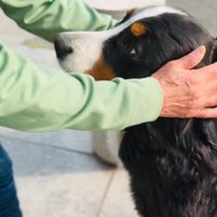 撫でられる超大型犬