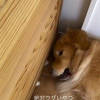猫の前足が顔に当たって目を開ける犬