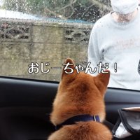 車に乗る柴犬