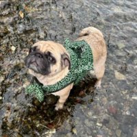 飼い主さんを見上げる