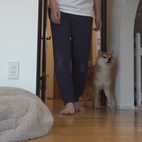 着替えに付き添う柴犬