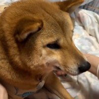 抱っこしようとしたら…