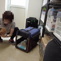 装着後は、キャリーに入ることを拒否