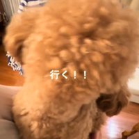 犬の後ろ姿