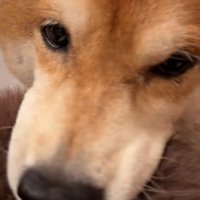 切ない声を出して出迎える柴犬