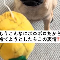 犬のおもちゃ