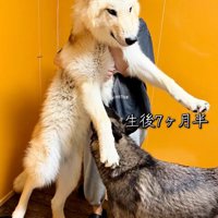 生後7か月半のフューリーくん